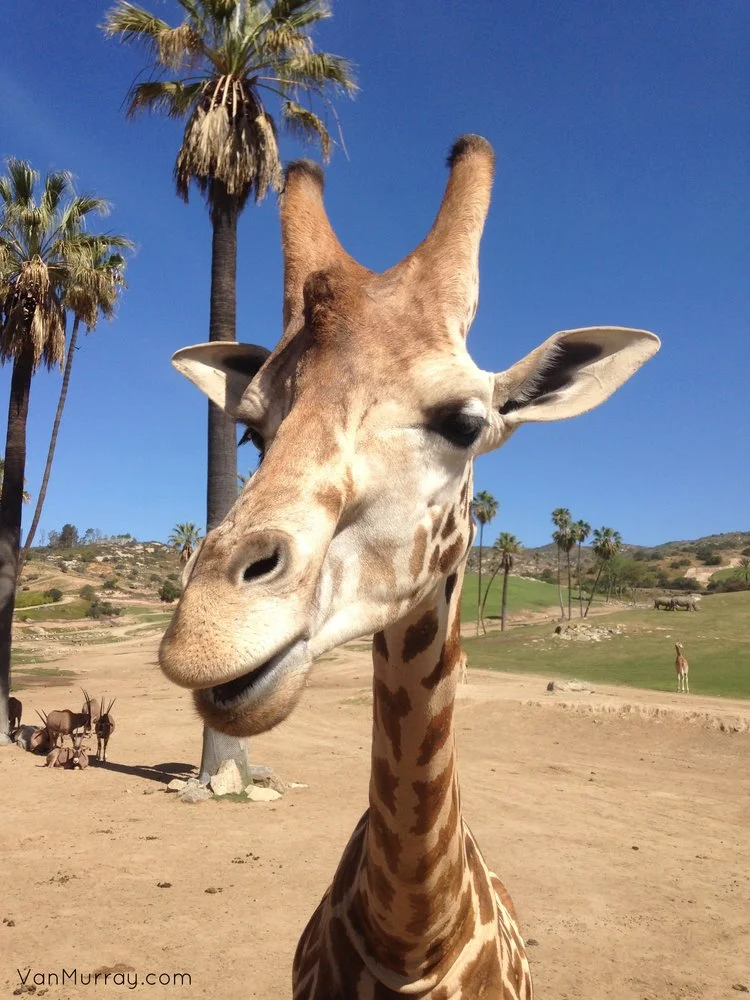 Giraffe