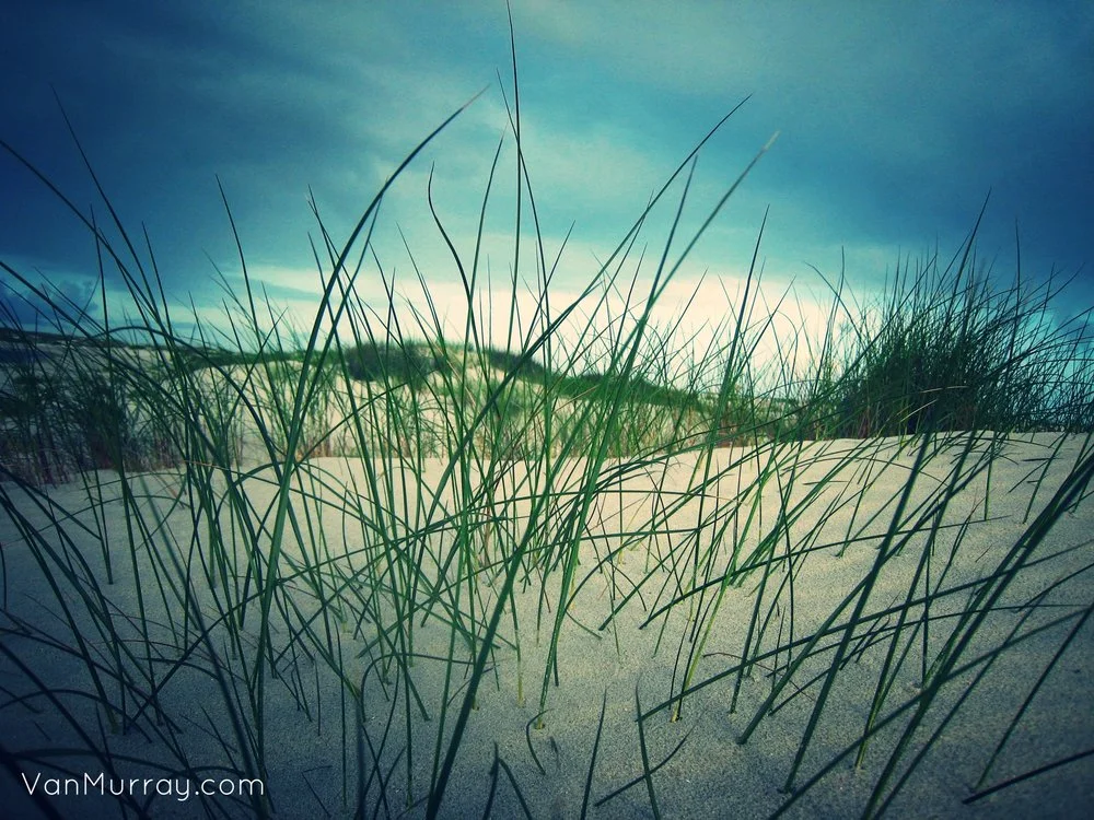 Sea grass